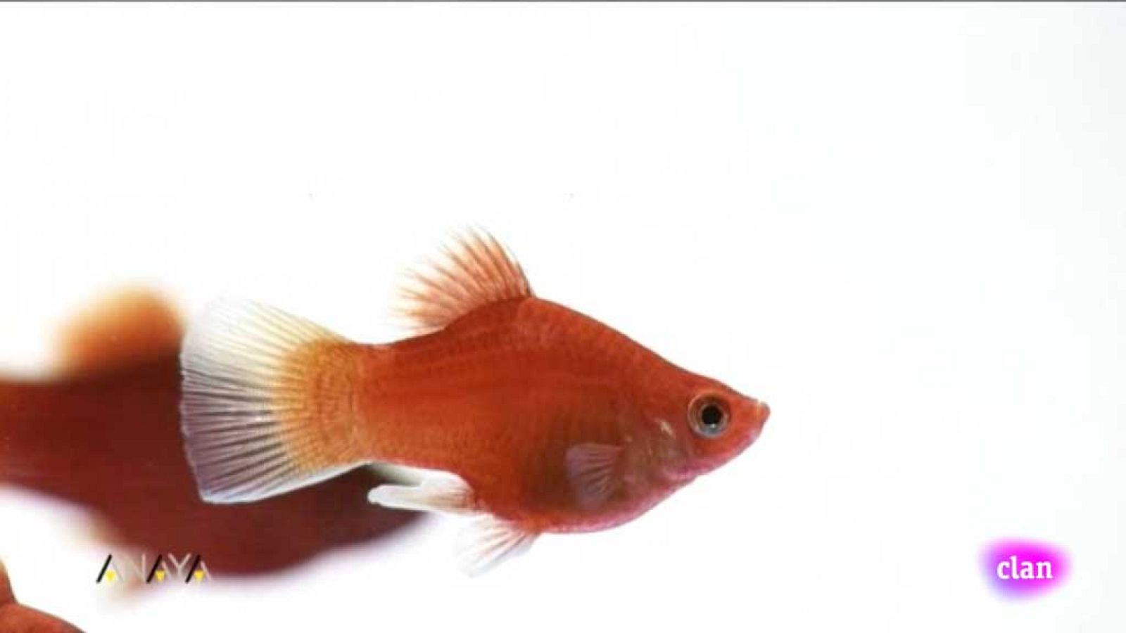 CIENCIAS NATURALES - Peces. - EduClan 6 a 8 años | Ver