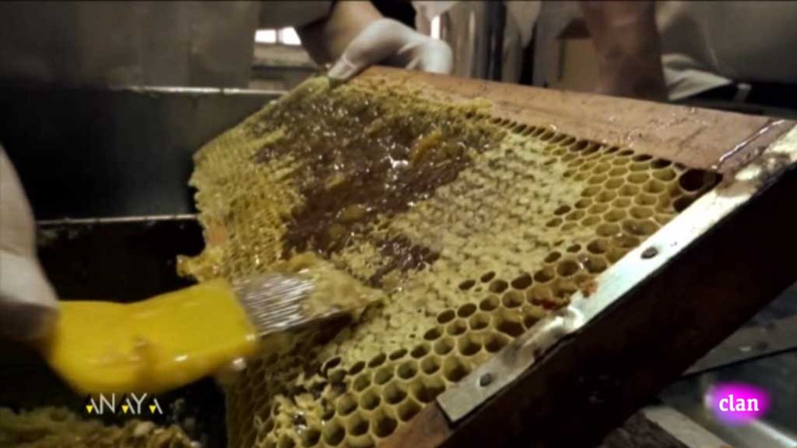 CIENCIAS NATURALES - De producto natural a producto elaborado, la miel - EduClan 6 a 8 años | Ver