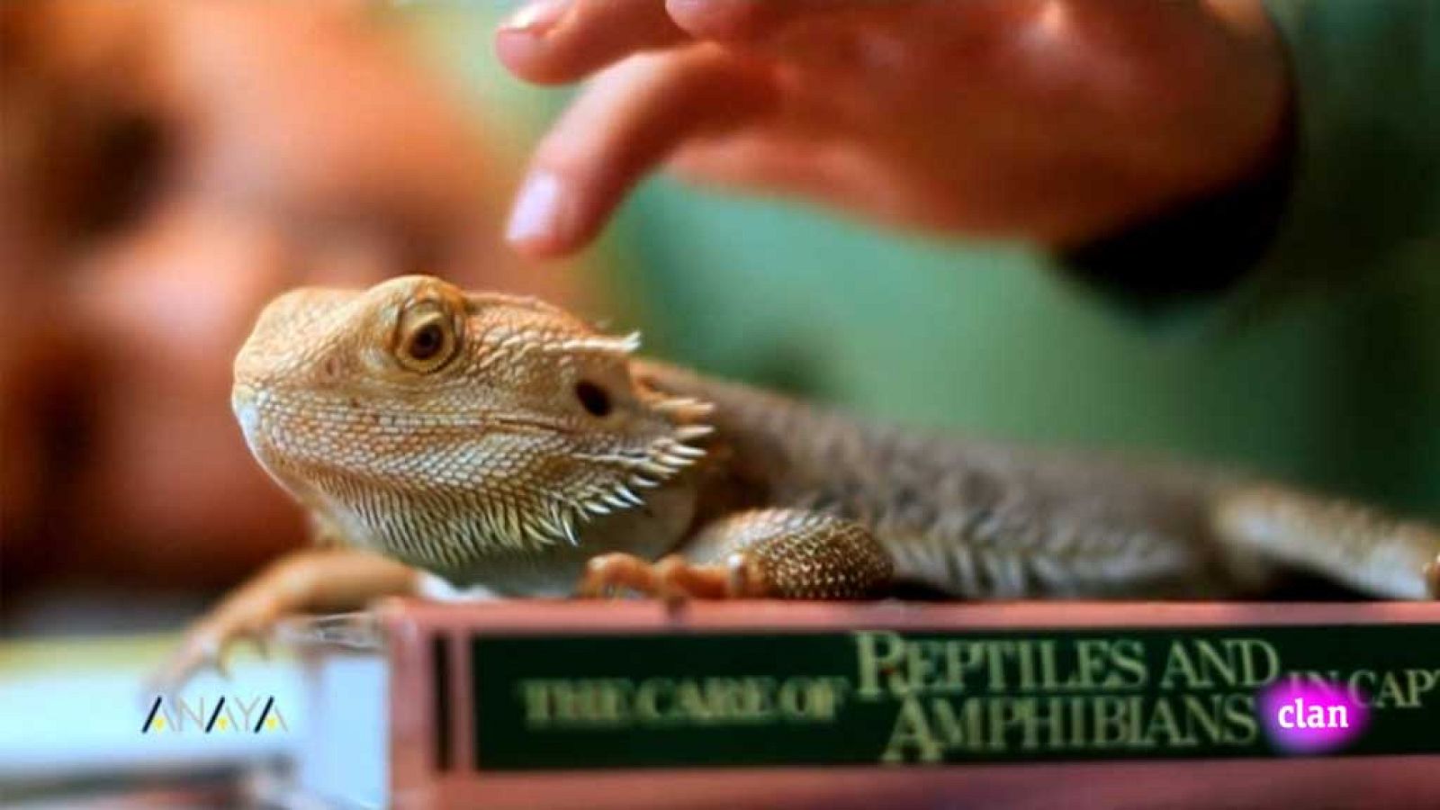 CIENCIAS NATURALES - Reptiles - EduClan 6 a 8 años | Ver