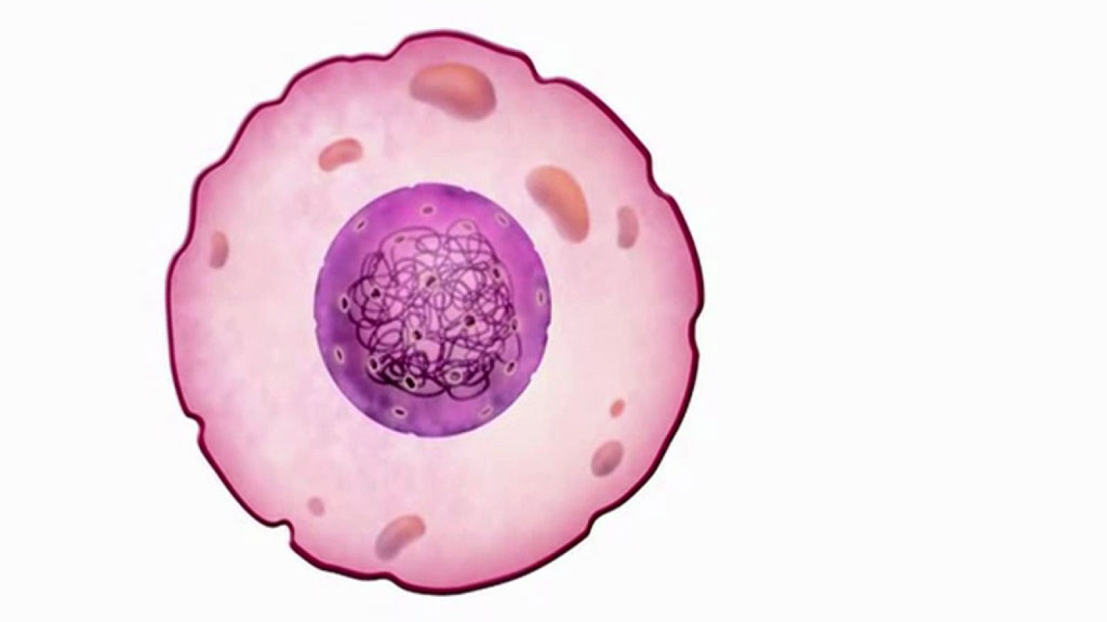 CIENCIAS NATURALES - De la célula al ser humano - EduClan 9 a 10 años | Ver