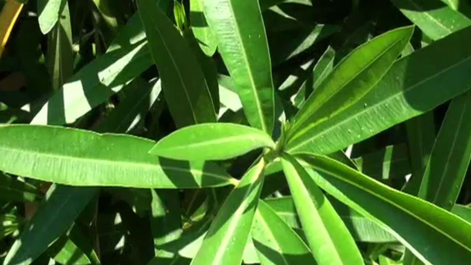 CIENCIAS NATURALES - Las hojas - EduClan 9 a 10 años | Ver