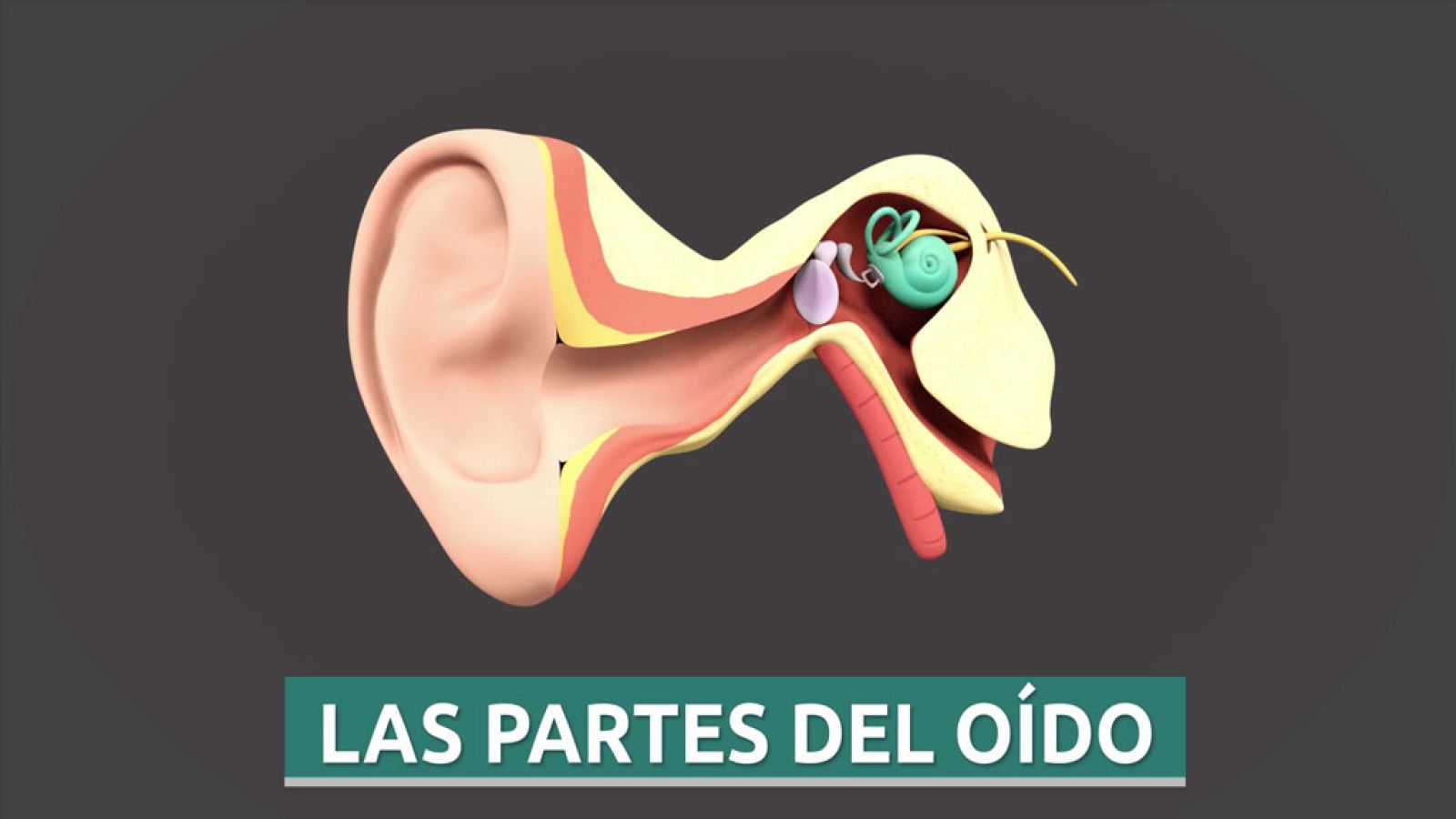 CIENCIAS NATURALES - Las partes del oído - EduClan 6 a 8 años | Ver