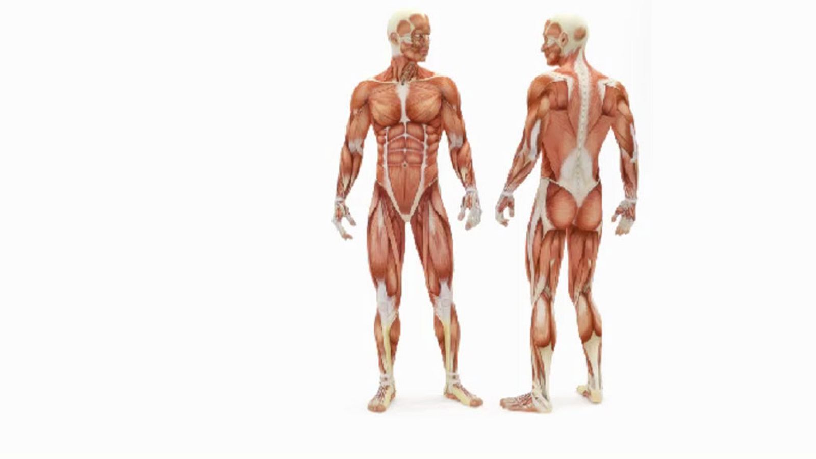 CIENCIAS NATURALES - Nuestro cuerpo: esqueleto y musculatura - EduClan 6 a 8 años | Ver