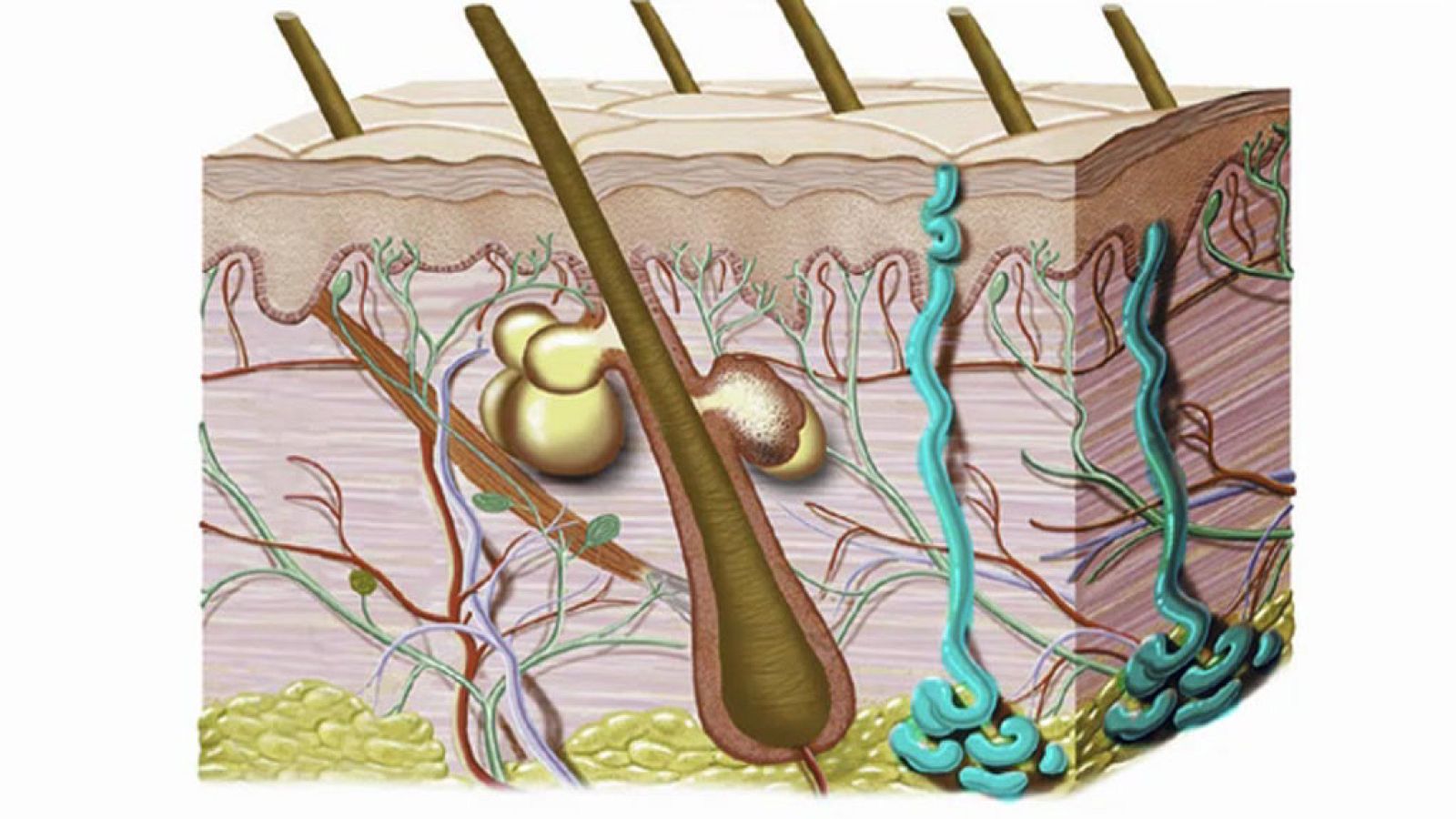 CIENCIAS NATURALES - La excreción del sudor - EduClan 9 a 10 años | Ver