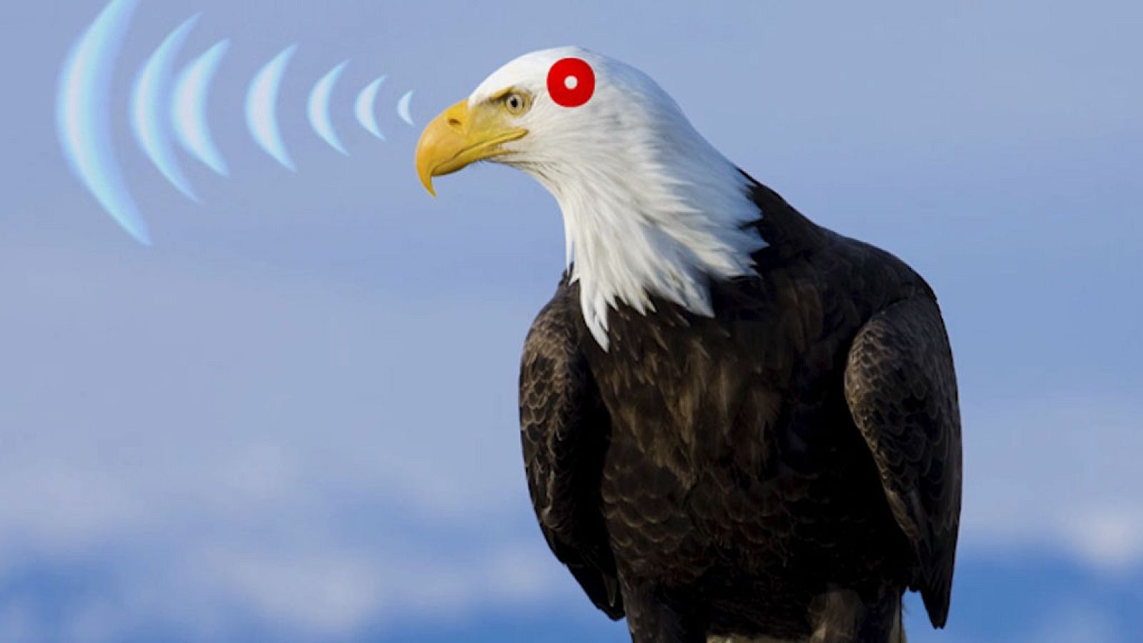 CIENCIAS NATURALES - Las funciones vitales de los seres vivos: la relación - EduClan 9 a 10 años | Ver