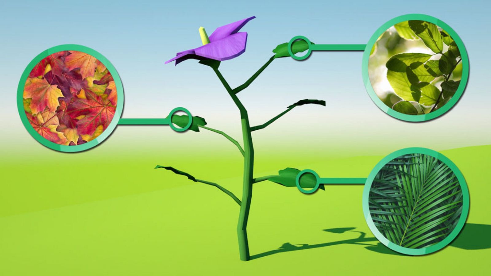 CIENCIAS NATURALES - Las partes de las plantas - EduClan 3 a 5 años | Ver