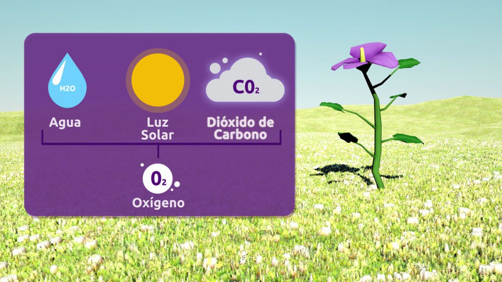 CIENCIAS NATURALES - La fotosíntesis - EduClan 6 a 8 años | Ver