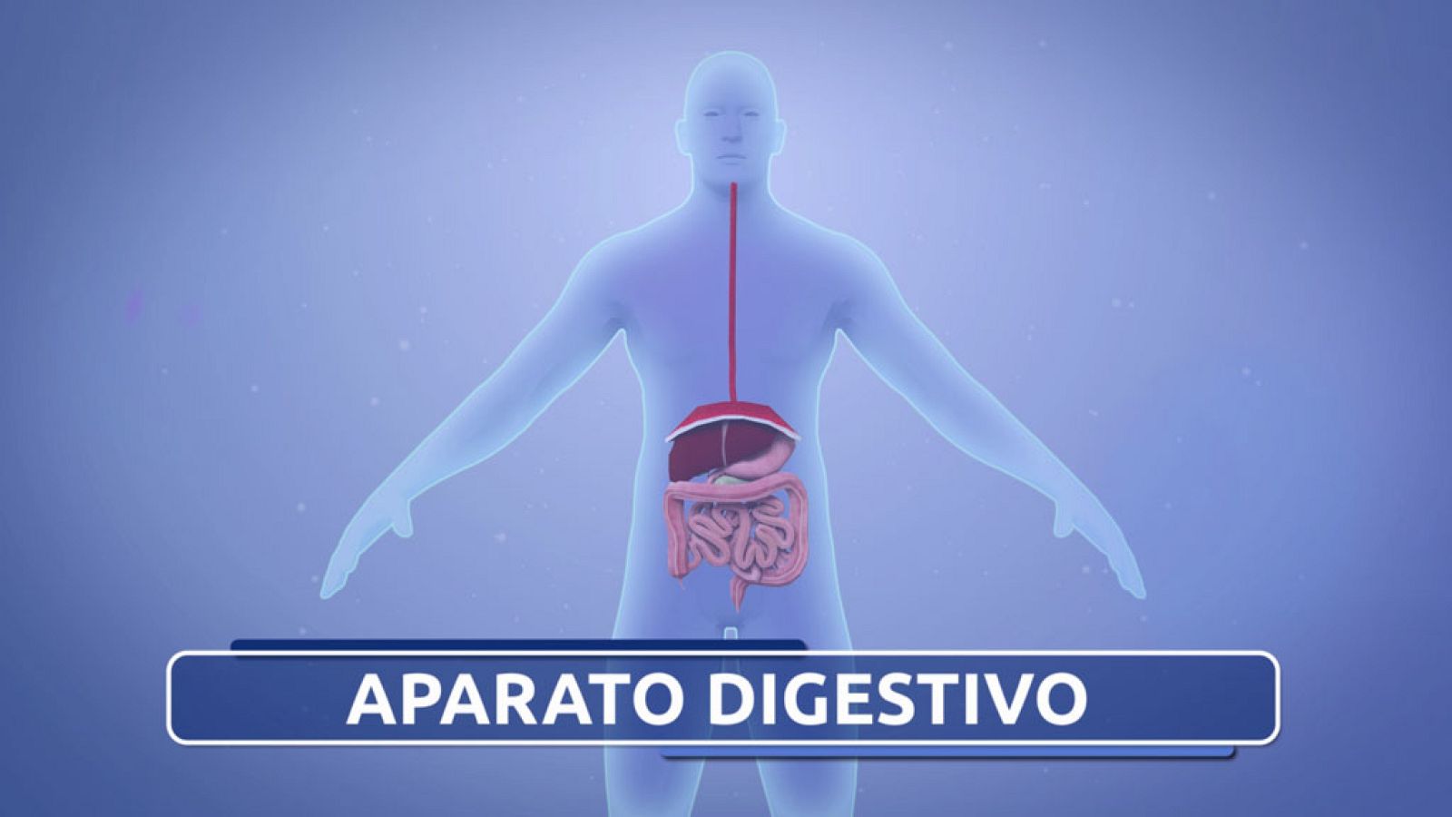 CIENCIAS NATURALES - El Sistema Digestivo - EduClan 9 a 10 años | Ver