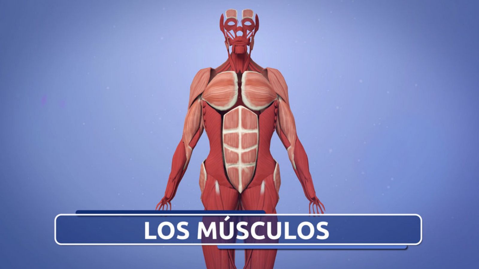 CIENCIAS NATURALES - El Sistema Muscular - EduClan 9 a 10 años | Ver