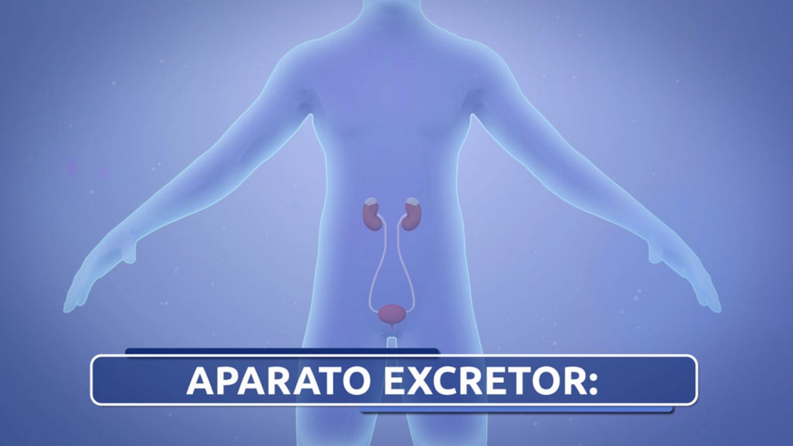 CIENCIAS NATURALES - El Sistema Excretor - EduClan 9 a 10 años | Ver