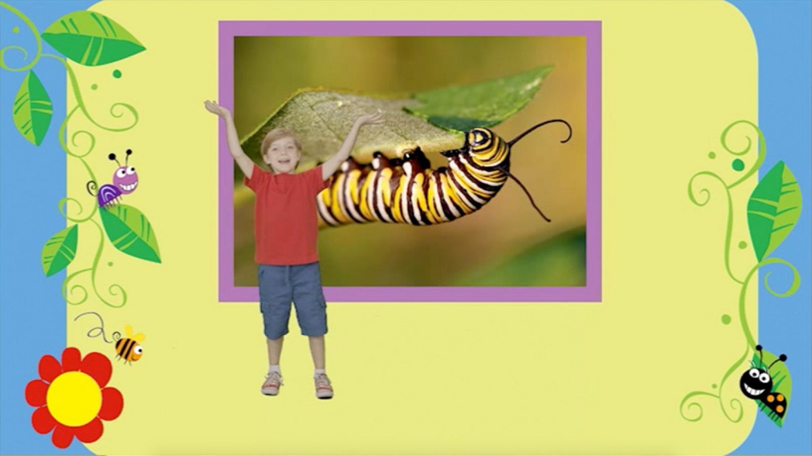 IDIOMAS - Caterpillars and Butterflies - EduClan 3 a 5 años | Ver