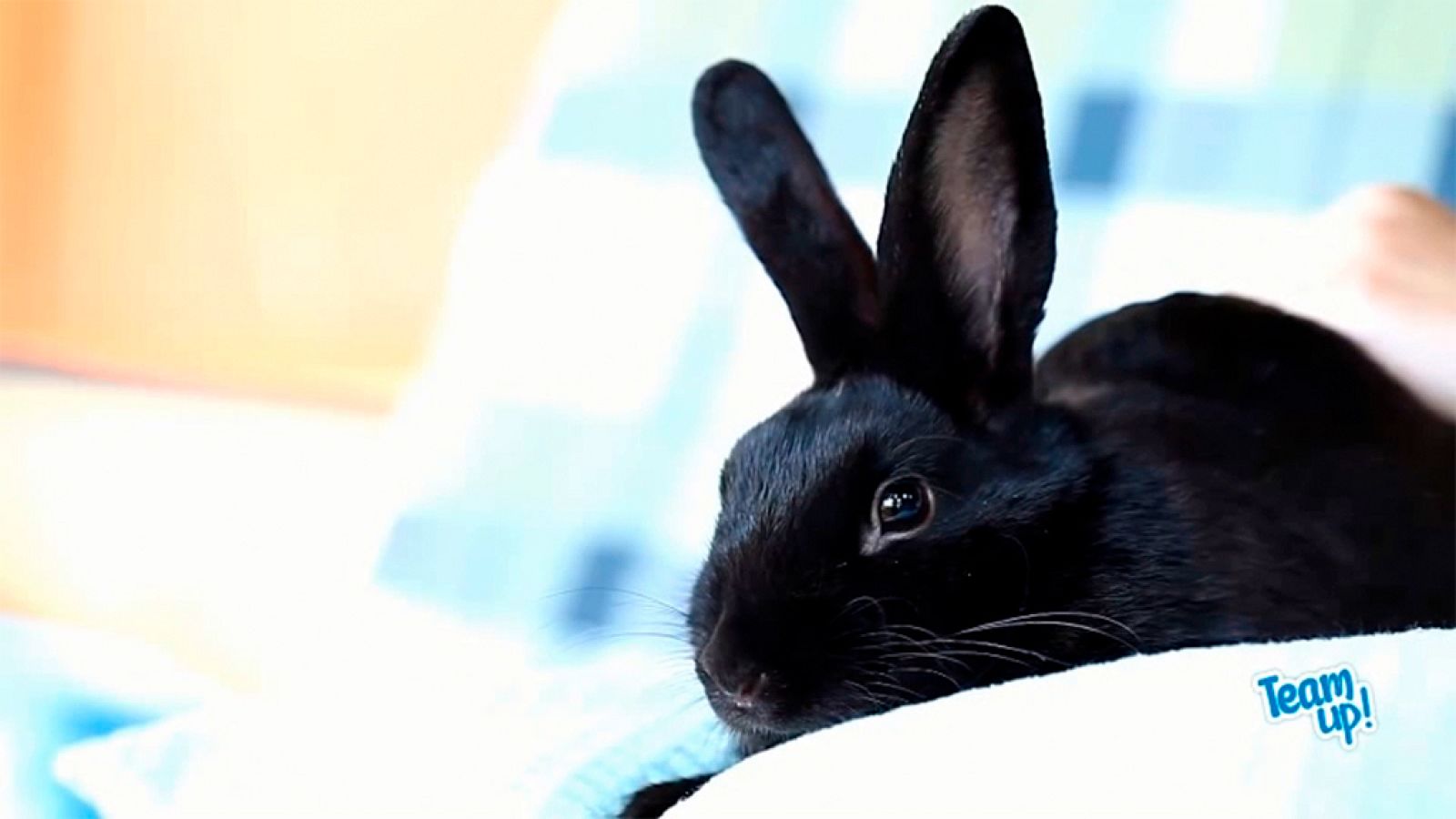 IDIOMAS - Pets - EduClan 6 a 8 años | Ver