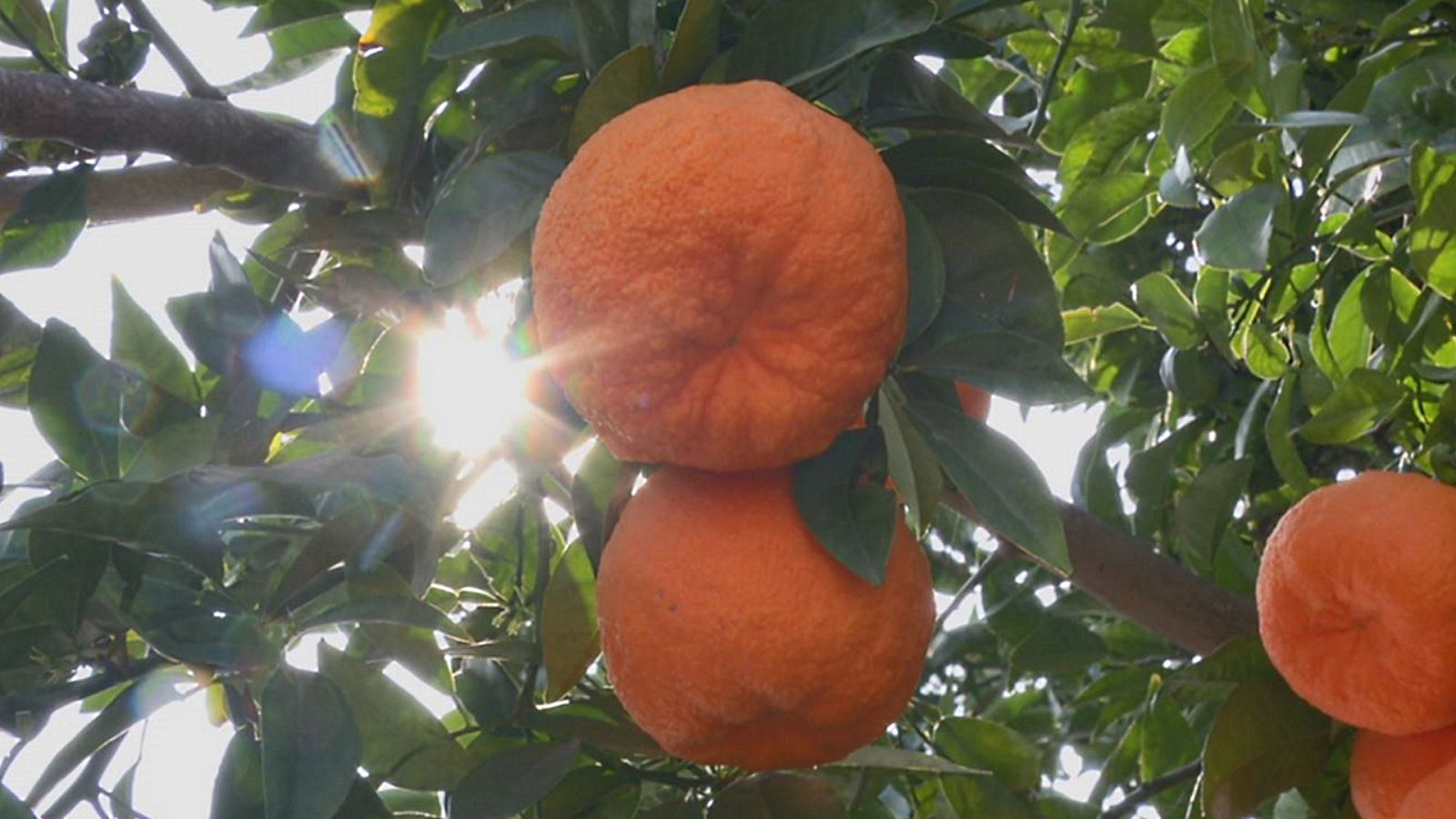 Aquí la Tierra - 19/03/20 - ver ahora