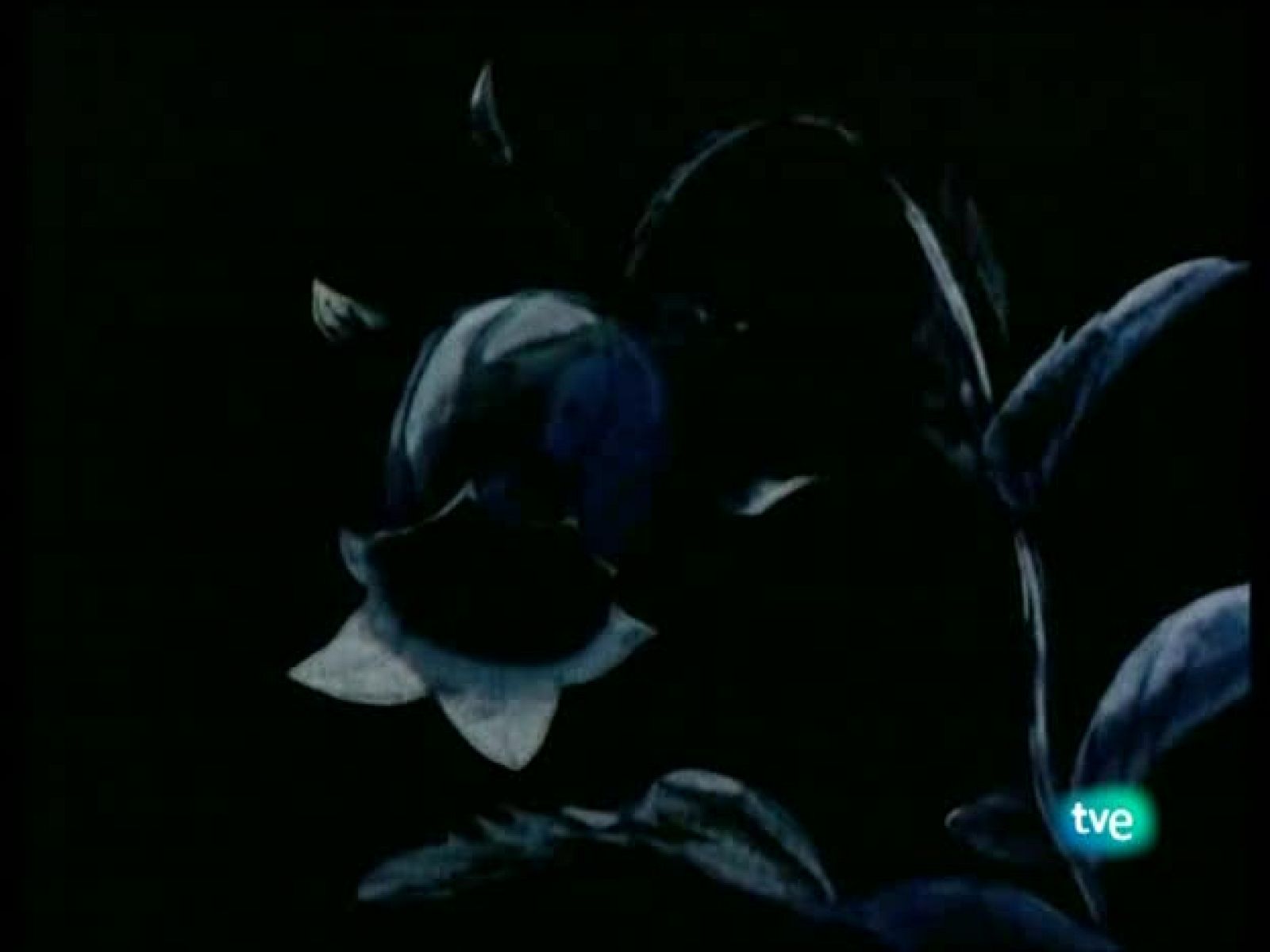 La abeja Maya - La Abeja Maya | Ver