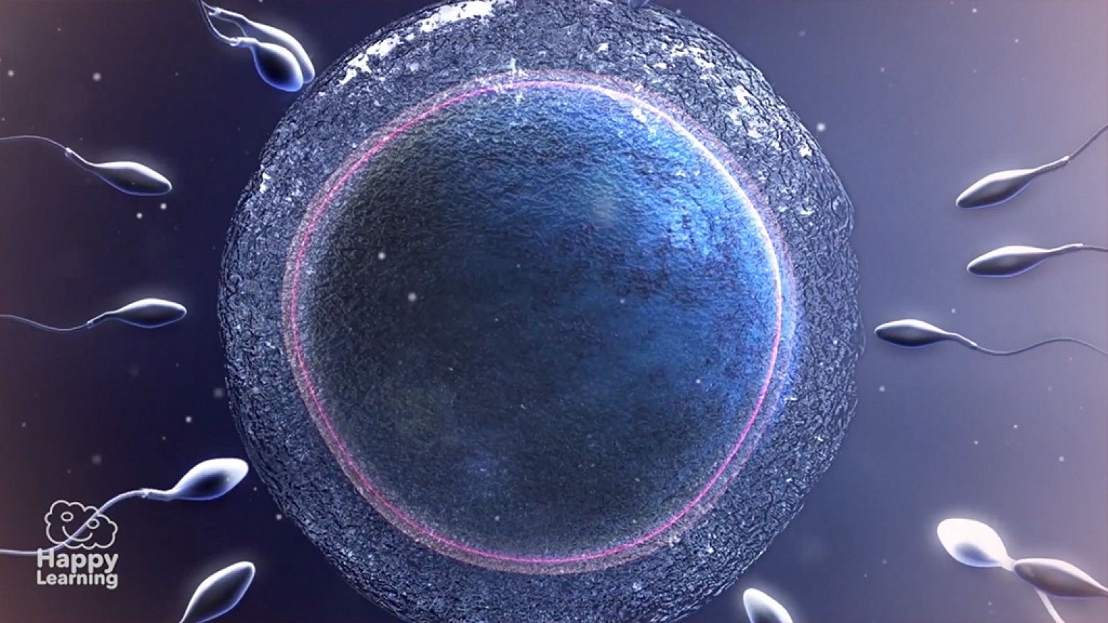 CIENCIAS NATURALES - La reproducción humana - EduClan 9 a 10 años | Ver