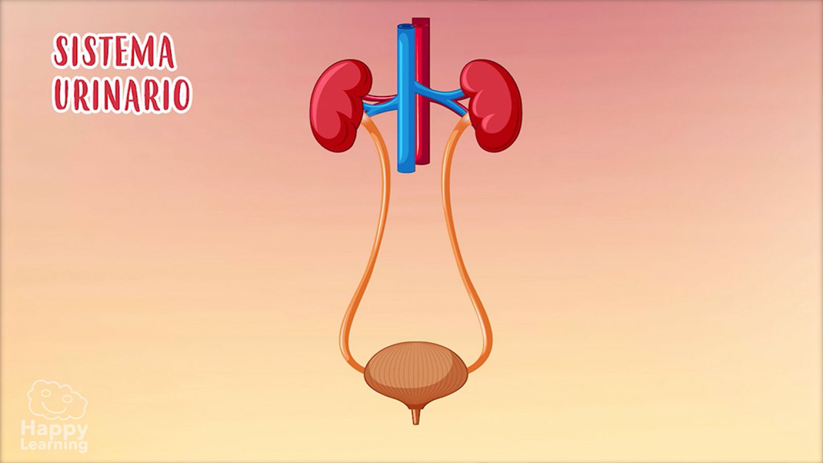 CIENCIAS NATURALES - El aparato excretor - EduClan 9 a 10 años | Ver