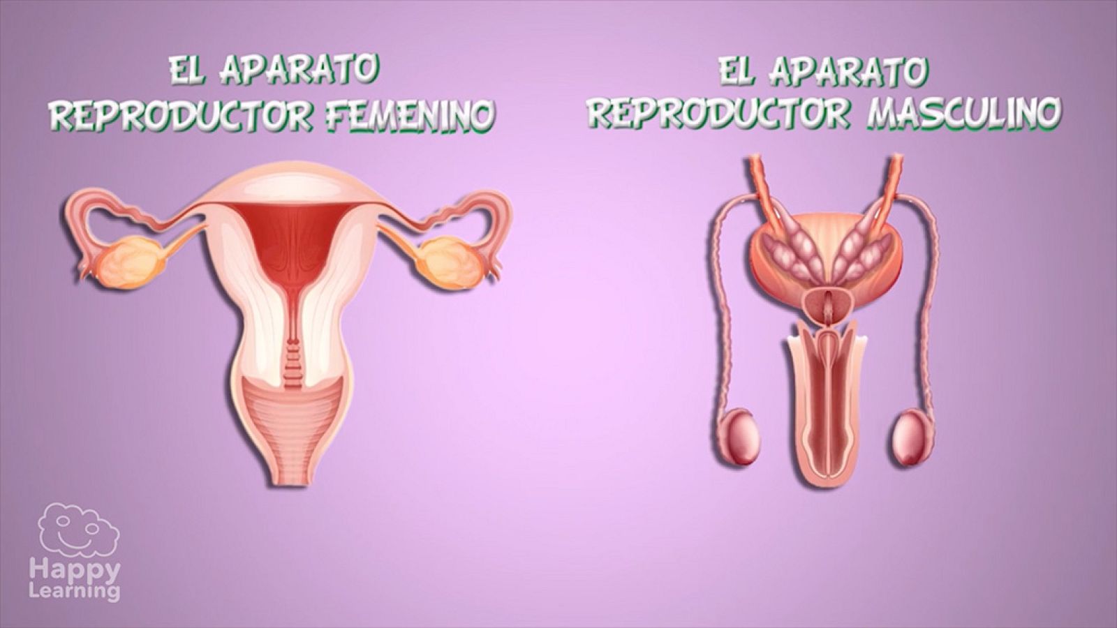 CIENCIAS NATURALES - El aparato reproductor - EduClan 9 a 10 años | Ver