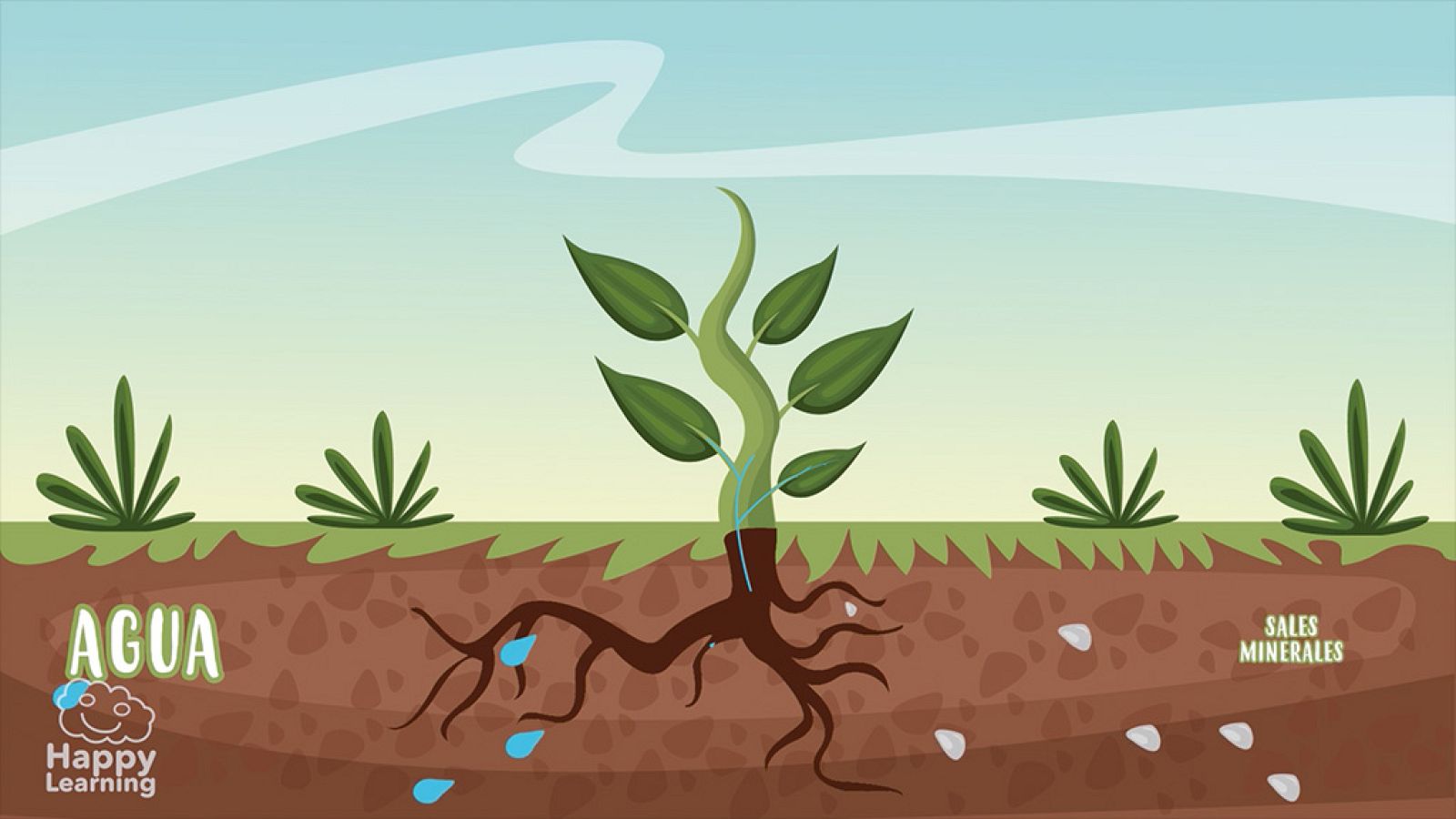 CIENCIAS NATURALES - La fotosíntesis - EduClan 9 a 10 años | Ver