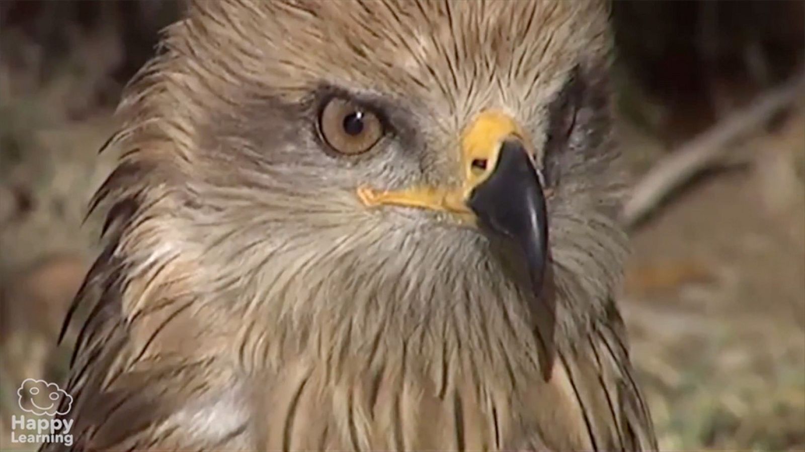 CIENCIAS NATURALES - Las aves - EduClan 9 a 10 años | Ver