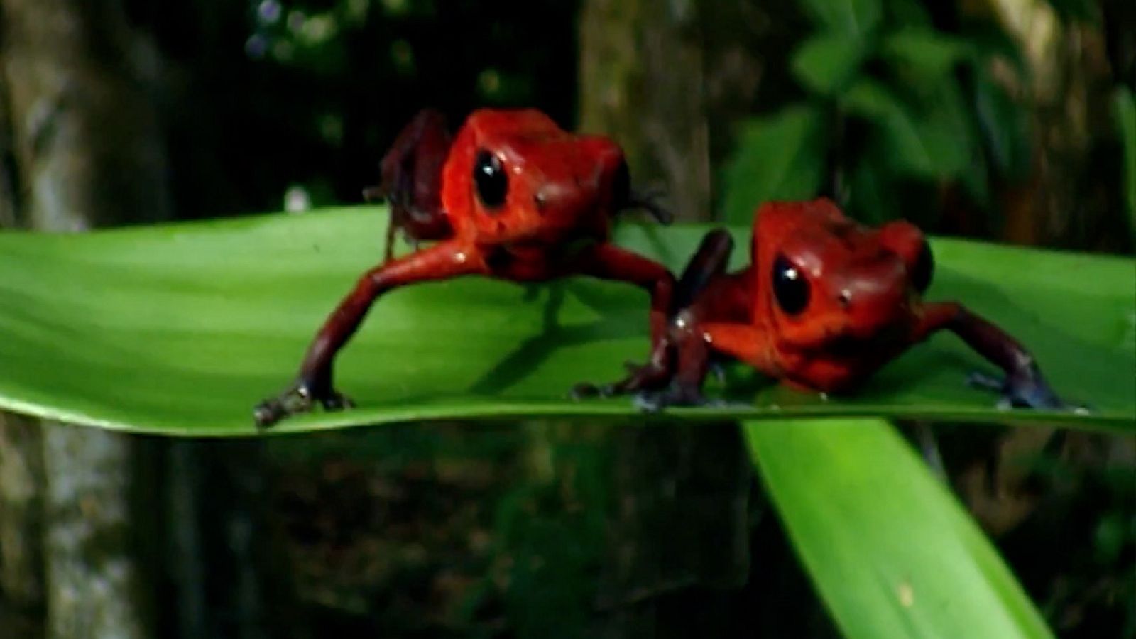 CIENCIAS NATURALES - Los anfibios - EduClan 9 a 10 años | Ver