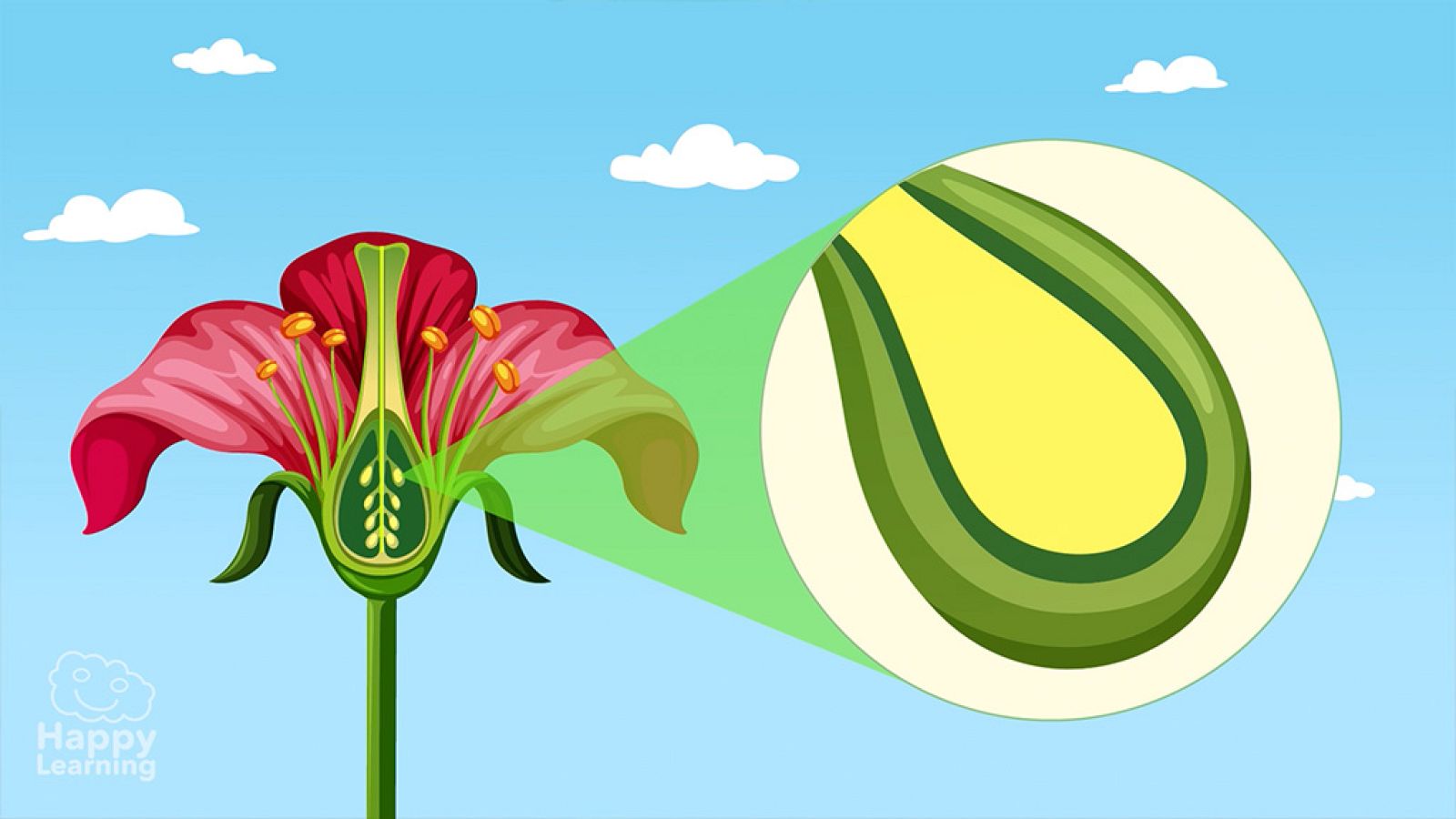 CIENCIAS NATURALES - Las partes de una flor. La reproducción sexual de las plantas - EduClan 9 a 10 años | Ver