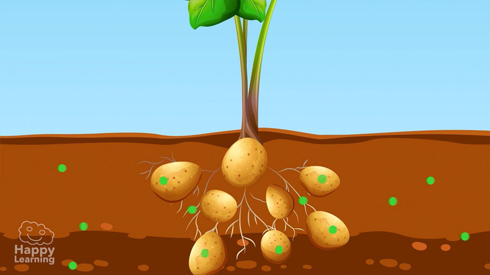 CIENCIAS NATURALES - La reproducción asexual de las plantas - EduClan 9 a 10 años | Ver