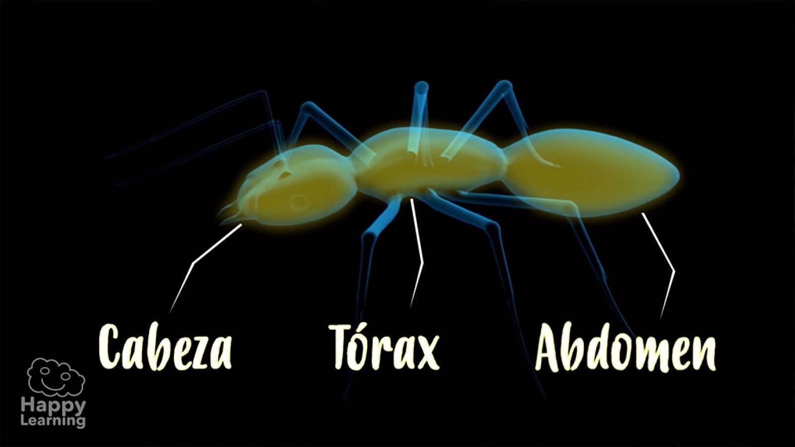 CIENCIAS NATURALES - Los insectos - EduClan 9 a 10 años | Ver
