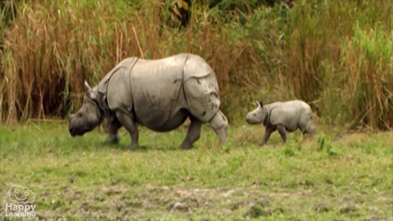 CIENCIAS NATURALES - Los mamíferos - EduClan 9 a 10 años | Ver