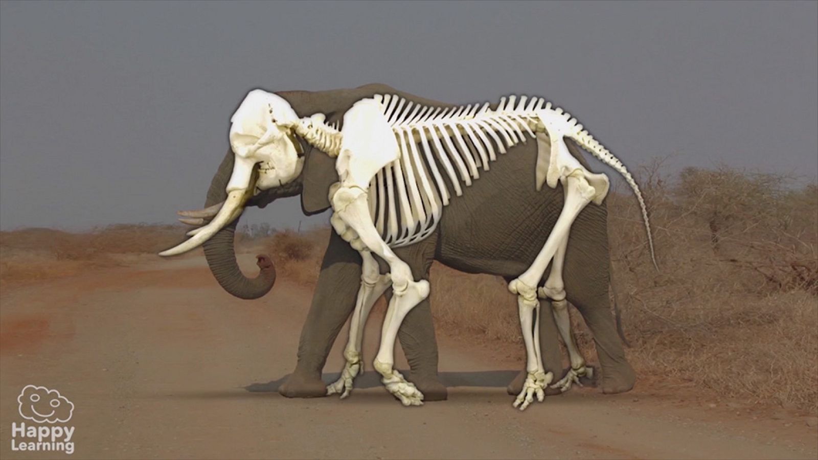 CIENCIAS NATURALES - Los animales vertebrados - EduClan 9 a 10 años | Ver