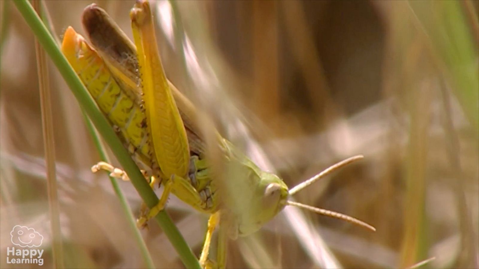 CIENCIAS NATURALES - Los animales invertebrados - EduClan 9 a 10 años | Ver