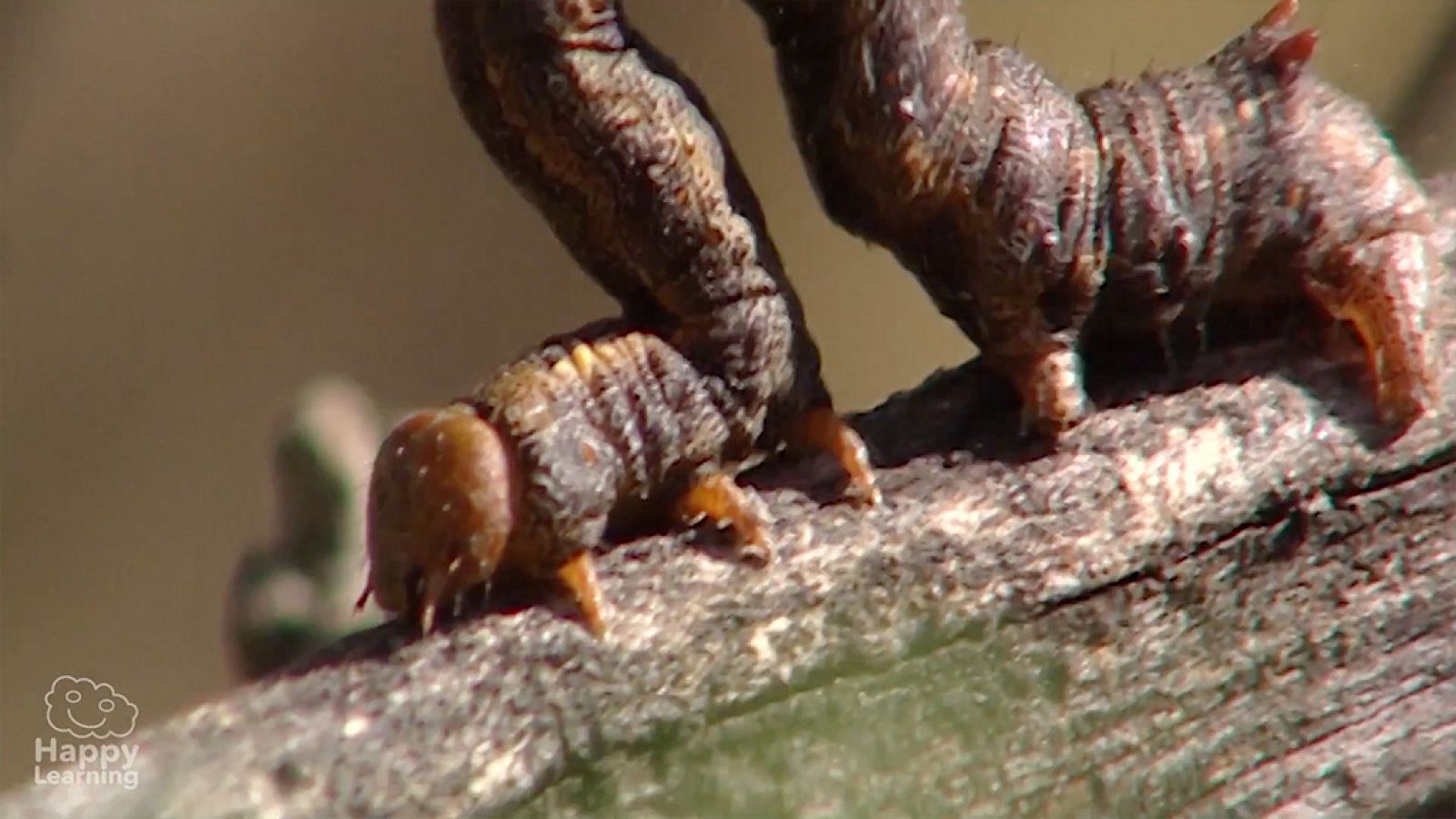 CIENCIAS NATURALES - Los artrópodos - EduClan 9 a 10 años | Ver