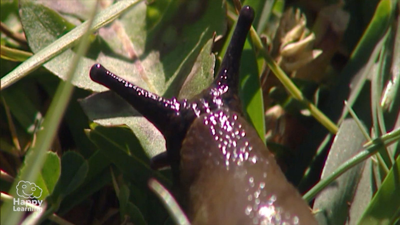 CIENCIAS NATURALES - Los moluscos - EduClan 9 a 10 años | Ver