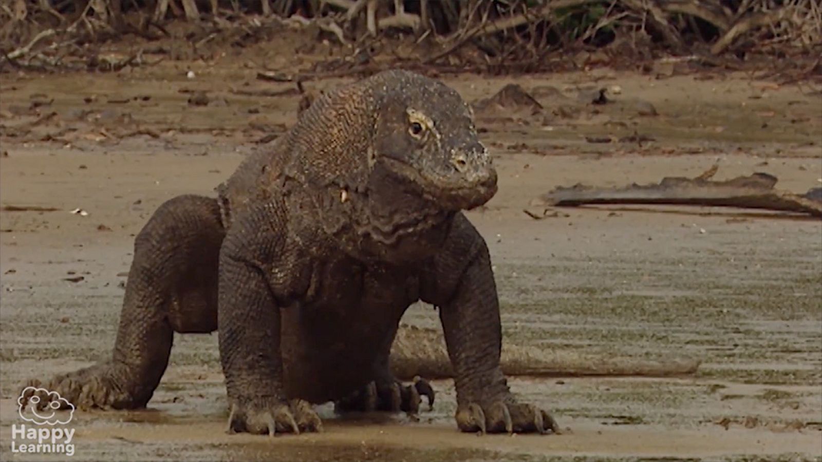 CIENCIAS NATURALES - Los reptiles - EduClan 9 a 10 años | Ver