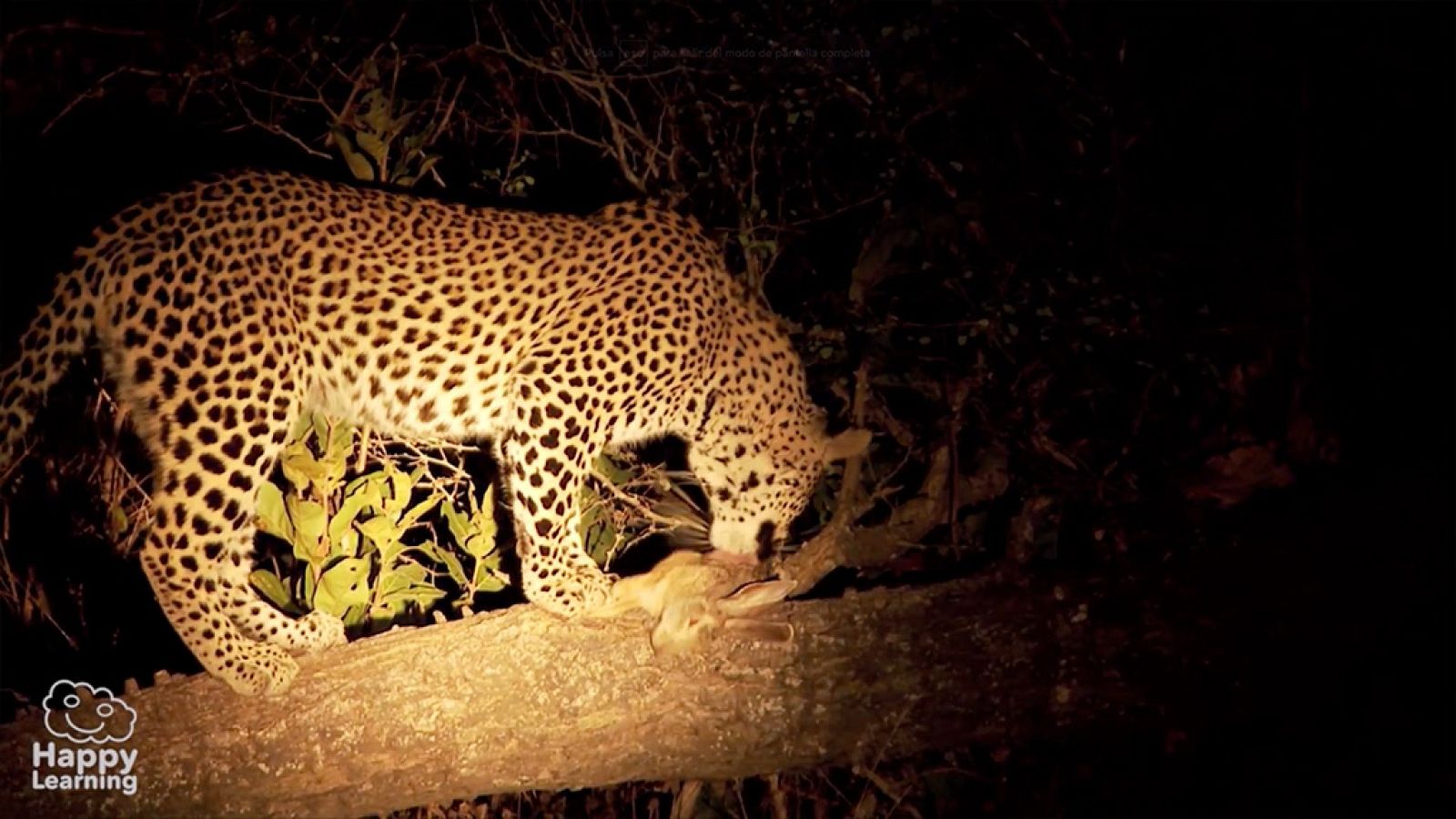 CIENCIAS NATURALES - La cadena trófica - EduClan 9 a 10 años | Ver