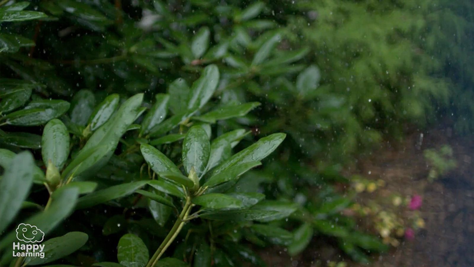 CIENCIAS NATURALES - El reino de las plantas - EduClan 9 a 10 años | Ver