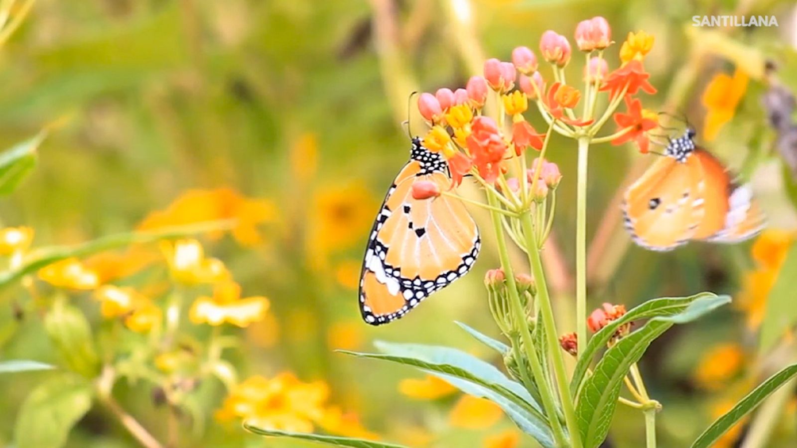 CIENCIAS NATURALES - La polinización - EduClan 6 a 8 años | Ver