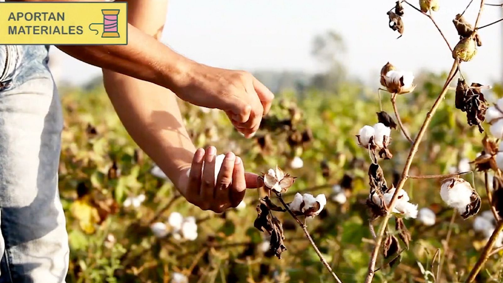 CIENCIAS NATURALES - Las plantas son importantes - EduClan 6 a 8 años | Ver