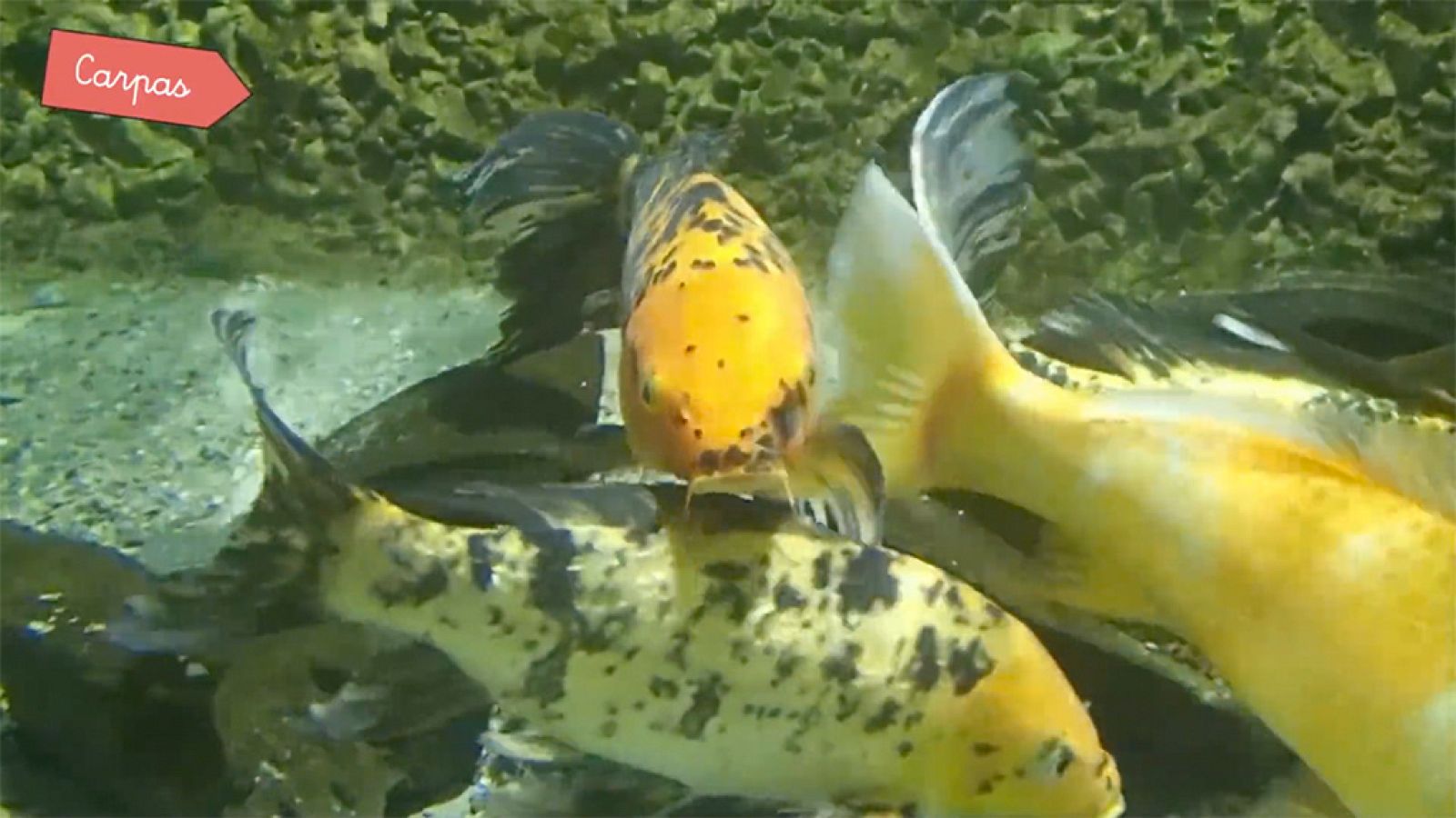 CIENCIAS NATURALES - Los peces - EduClan 6 a 8 años | Ver