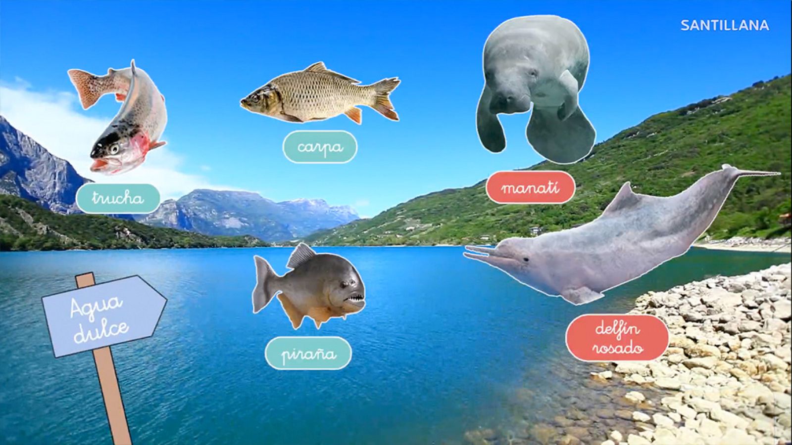 CIENCIAS NATURALES - Los animales que viven en el agua - EduClan 6 a 8 años | Ver