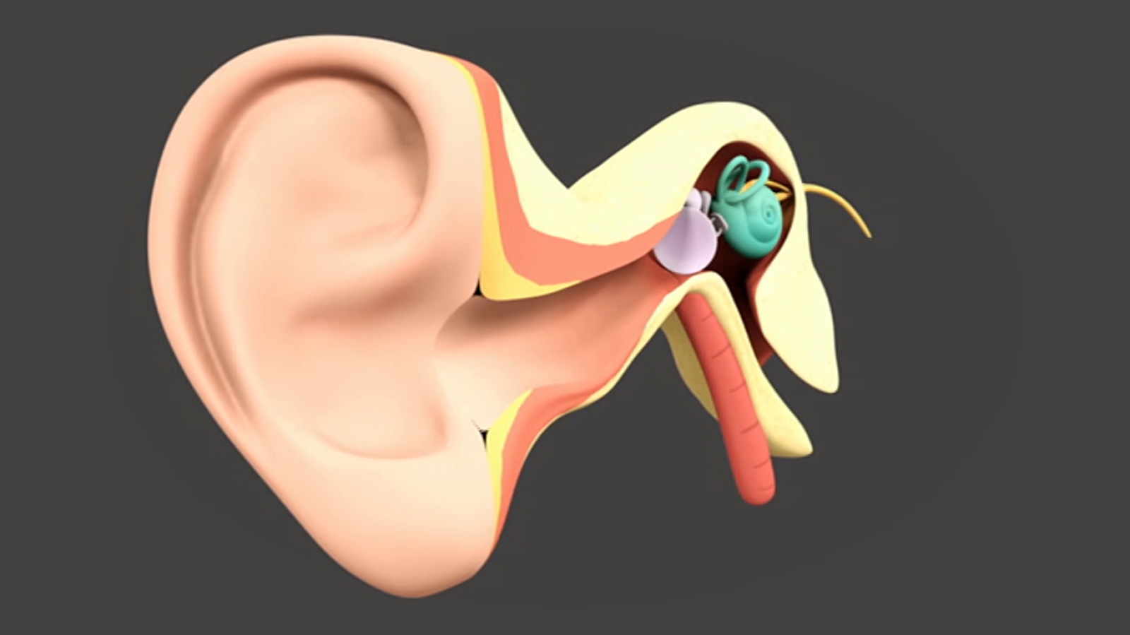 Aprendemos en casa 8 a 10 años - Programa 5 - Ciencias naturales (27/03/20) - RTVE.es - Aprendemos en casa 8 a 10 | Ver