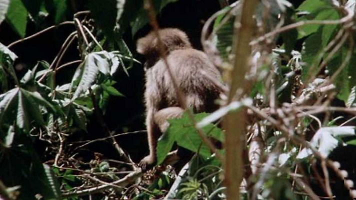 El hombre y la Tierra - La selva virgen venezolana