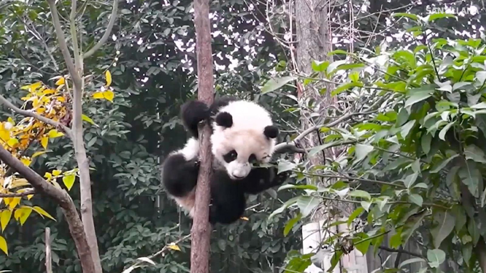 CIENCIAS NATURALES - Los mamíferos - EduClan 6 a 8 años | Ver