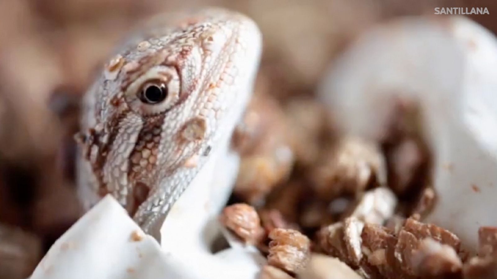 CIENCIAS NATURALES - Lagarto saliendo del huevo - EduClan 6 a 8 años | Ver