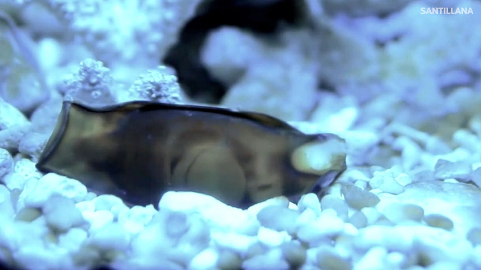 CIENCIAS NATURALES - Huevos de tiburón - EduClan 6 a 8 años | Ver