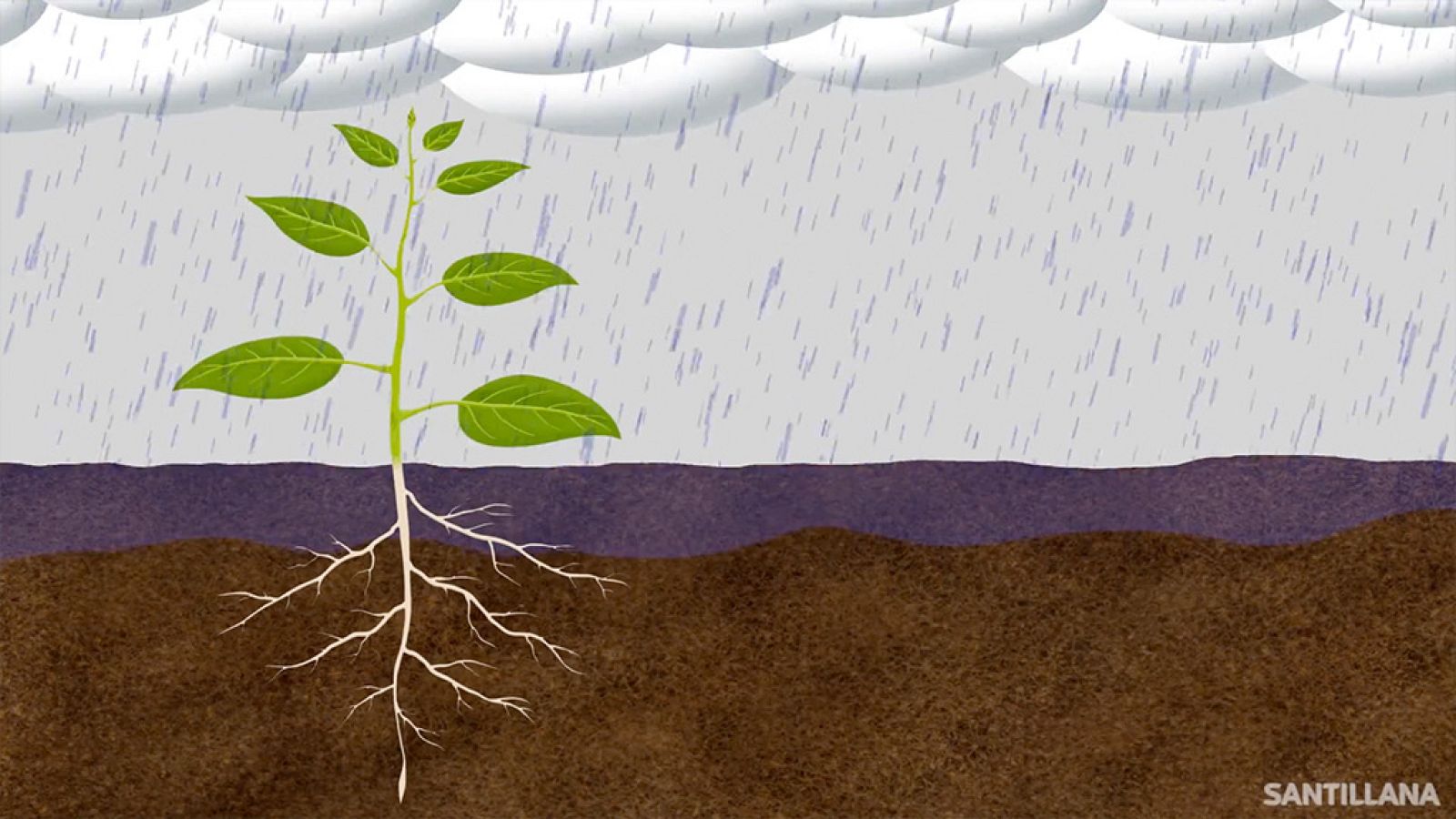 CIENCIAS NATURALES - La nutrición de las plantas - EduClan 9 a 10 años | Ver