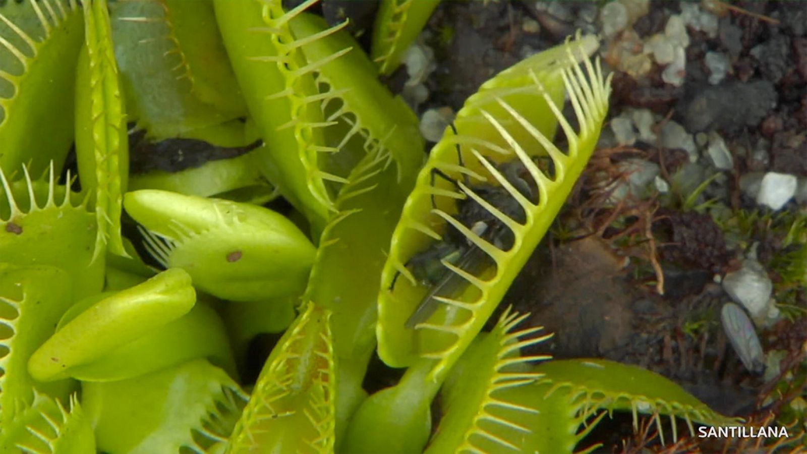 CIENCIAS NATURALES - Los movimientos de las plantas - EduClan 9 a 10 años | Ver
