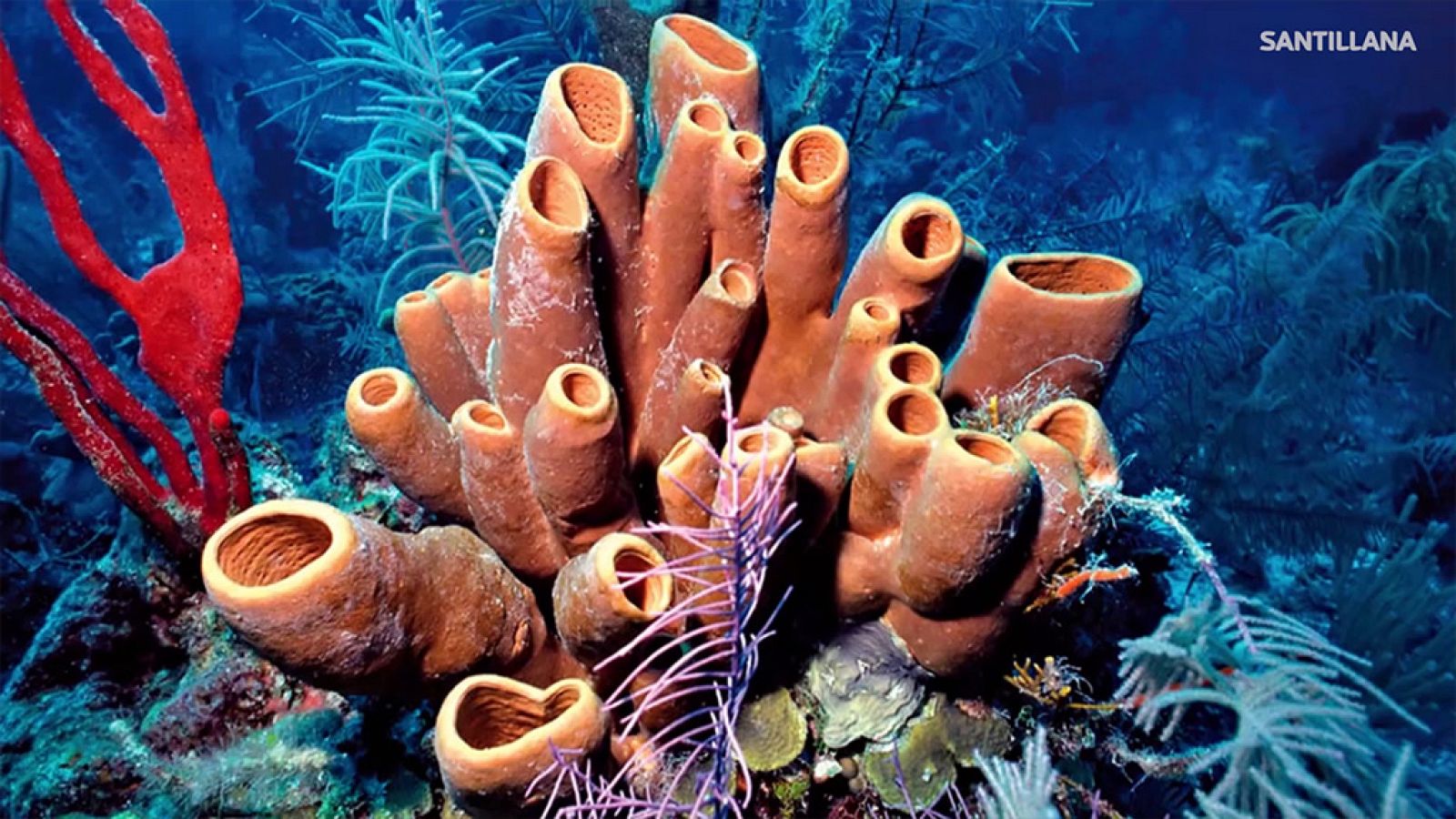 CIENCIAS NATURALES - Las esponjas - EduClan 9 a 10 años | Ver