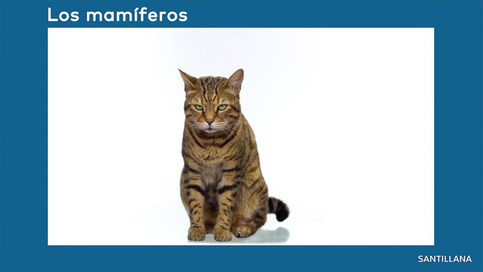 CIENCIAS NATURALES - Los animales vertebrados - EduClan 9 a 10 años | Ver