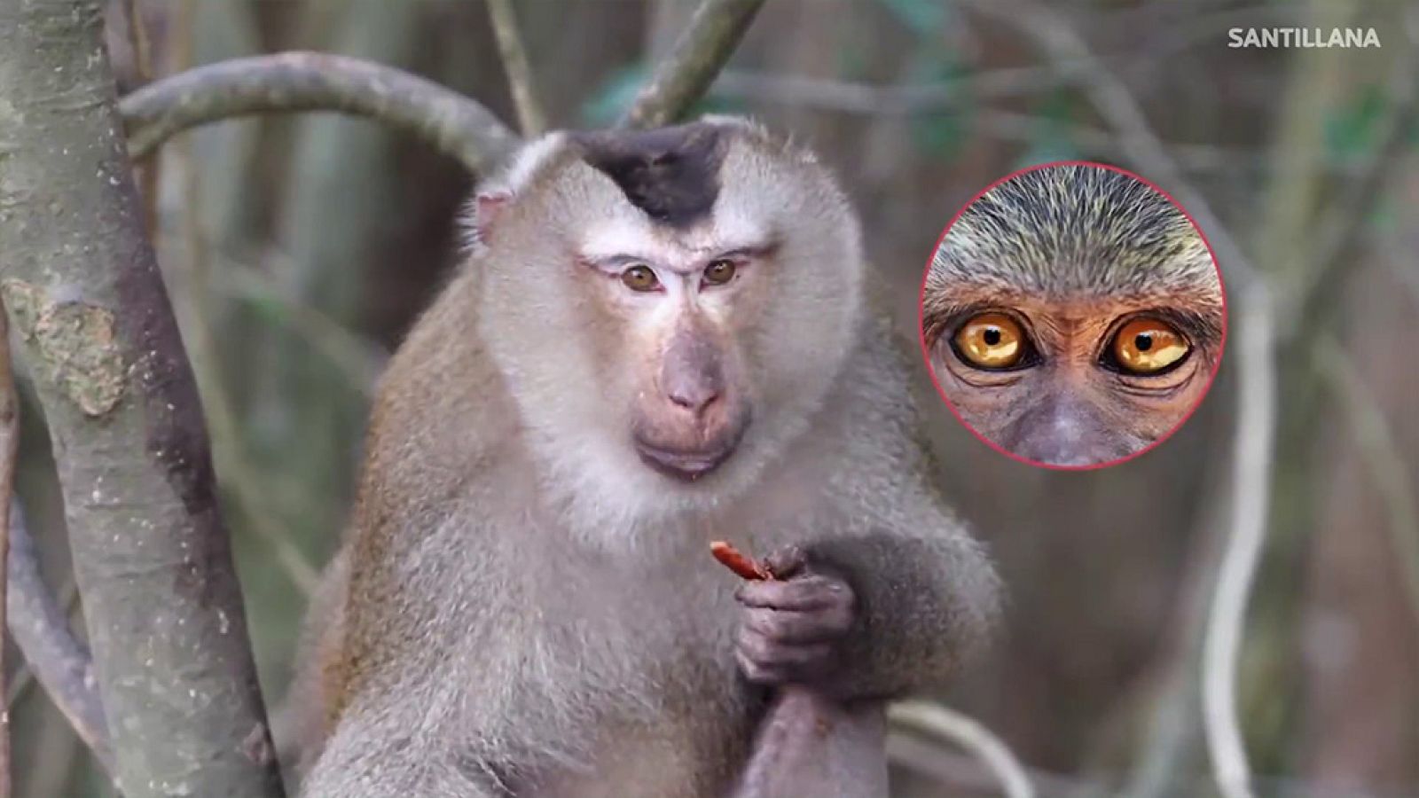 CIENCIAS NATURALES - La función de relación de los animales - EduClan 9 a 10 años | Ver