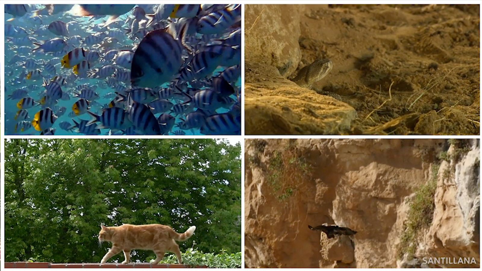 CIENCIAS NATURALES - Los animales se desplazan - EduClan 6 a 8 años | Ver